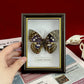 Real Framed Assorted Ethically-Sourced Butterflies, Framed Butterfly Wall Decor