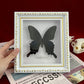 Real Framed Assorted Ethically-Sourced Butterflies, Framed Butterfly Wall Decor