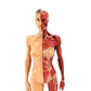 Musculoskeletal Anatomy Human Model, Medical Teaching Sculpture