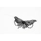Dark in Love Lysandra Butterfly Lace Beaded Collar Necklace