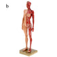 Musculoskeletal Anatomy Human Model, Medical Teaching Sculpture