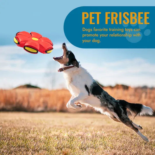 Pet Toy Flying Saucer Soft Plastic Ball Frisbee