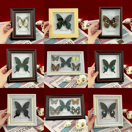 Real Framed Assorted Ethically-Sourced Butterflies, Framed Butterfly Wall Decor